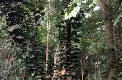 Terreno em condomínio fechado à venda no jardim santana, campinas  por r$ 1.450.000