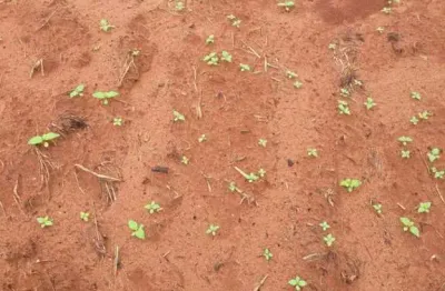 Fazenda à venda na Zona Rural, Zona Rural, Nova Maringá