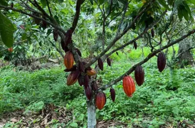 Fazenda à venda na linhares, 1000, aviso, linhares, 550 m2 por r$ 30.000.000