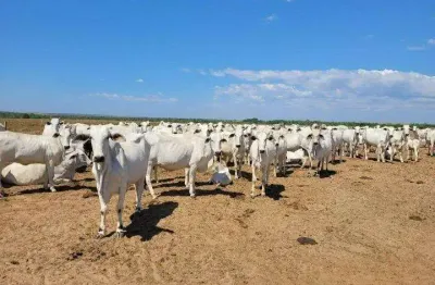 Fazenda à venda na vicinal do projeto seringa, 4333, centro, tailândia, 160 m2 por r$ 22.490.000