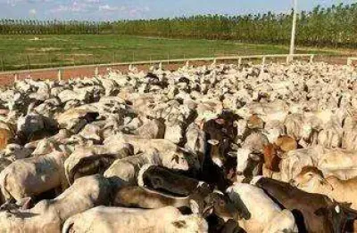Fazenda à venda na rural, 435, centro, ibotirama, 20000 m2 por r$ 500.000.000