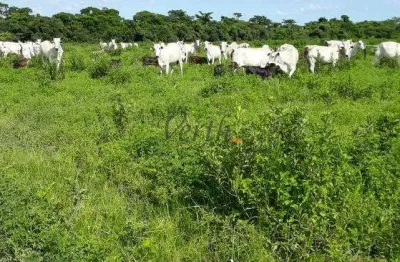 Fazenda à venda no centro, são romão , 5000 m2 por r$ 26.000.000