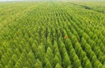 Fazenda à venda na rural, 1233, centro, são vicente de minas, 226 m2 por r$ 8.000.000