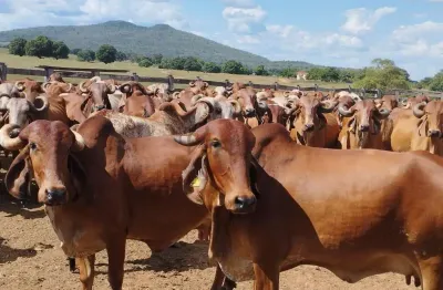 Fazenda à venda na br-135, 430, centro, manga, 4181 m2 por r$ 23.000.000