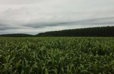 Fazenda à venda na rural, 3434, centro, bonfinópolis de minas, 6300 m2 por r$ 72.000.000
