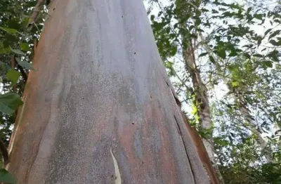 Fazenda à venda na raul soares, 1000, centro, juiz de fora, 1215 m2 por r$ 90.000.000