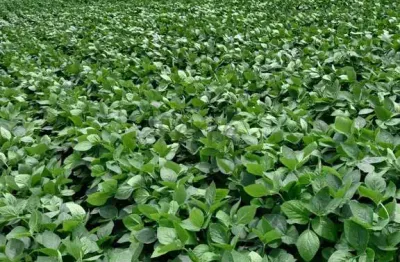 Fazenda à venda no centro, cocalzinho de goiás , 484 m2 por r$ 26.000.000