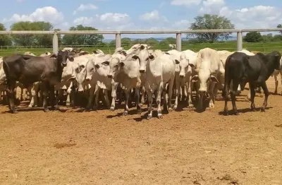 Fazenda à venda no centro, jaíba , 3150 m2 por r$ 20.000.000