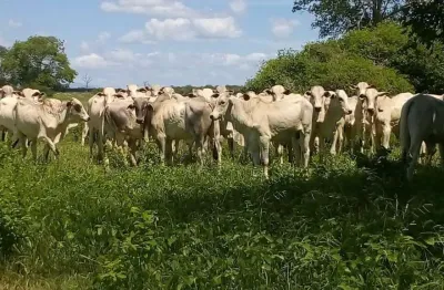 Fazenda à venda na rural, 20, centro, jaíba, 3150 m2 por r$ 20.000.000