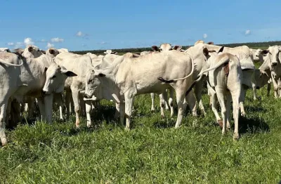 Fazenda à venda na avenida das hortênsias, 1000, centro, sapezal, 635 m2 por r$ 16.500.000