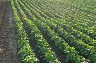 Fazenda à venda na travessa moju, 33, 1000, centro, tailândia, 2210 m2 por r$ 31.000.000