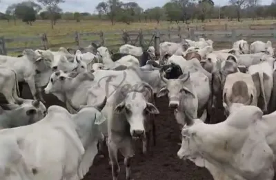 Fazenda à venda na rua camilo alves lelis, 1000, centro, januária, 1569 m2 por r$ 17.000.000