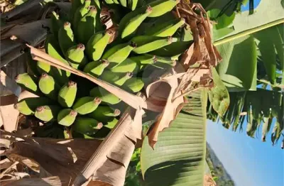Terreno à venda no condomínio Rio Acima Santa Fé, Jundiaí - SP