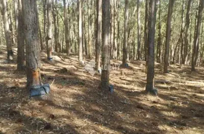 Fazenda à venda na rua 18, quadra 16, 100, ribeirão da várzea, itapirapuã paulista, 2420000 m2 por r$ 10.000.000