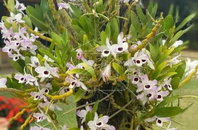 Chácara / sítio com 3 quartos à venda no Jafa, Garça 