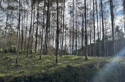 Chácara / sítio à venda em Alto Cedros, Rio dos Cedros 