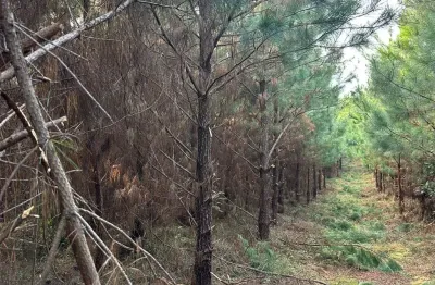 Chácara / sítio à venda na Rua Anacleto da Silva Ortiz, Zona Rural, São José do Cerrito