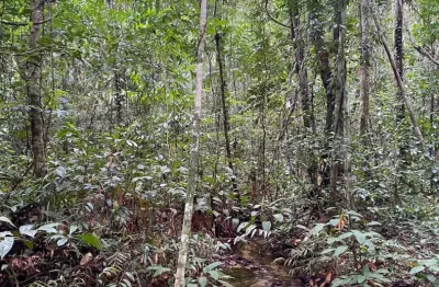 Terreno in natura no  paricatuba  3 km de ramal no asfalto - iranduba / am