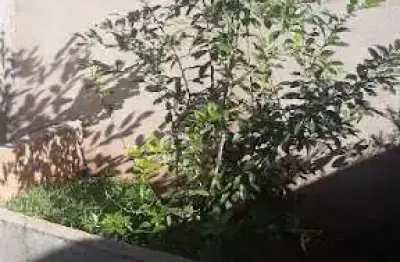Casa com 2 quartos à venda no Loteamento Isabel do Nascimento, Uberaba 