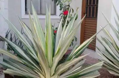 Residencial village campinas – conforto e praticidade em um só lugar!