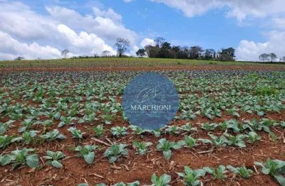 Chácara / sítio com 3 quartos à venda na Estrada Rural, Zona Rural, Socorro