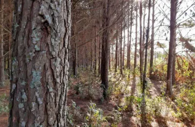 Terreno à venda em campina do taquaral, são josé dos pinhais  por r$ 1.950.000