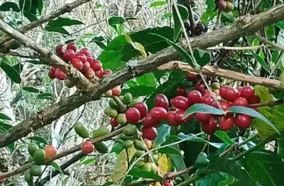 Chácara / sítio com 3 quartos à venda na Estrada Estrada Guararema/santa Branca, 422, Centro, Santa Branca