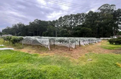 Chácara / sítio com 2 quartos à venda na Rua Bernardo Guimarães, Colônia Dona LuÍza, Ponta Grossa
