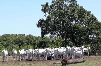 Fazenda à venda, 3250 hectares por R$ 25.000.000 - Zona Rural - Luciara/MT