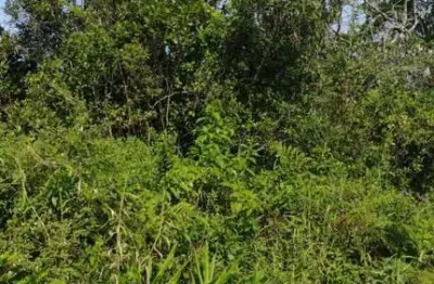 Terreno à venda no Balneário Gaivota, Itanhaém 