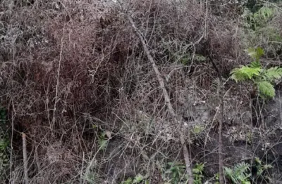 Terreno de chácara com 2.400m² no jardim são fernando em itanhaém
