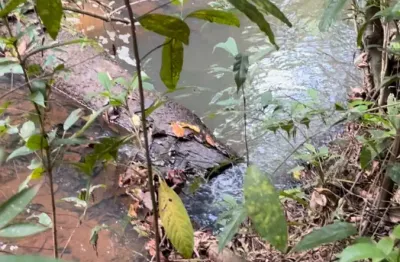 Área 20.000m2, córrego cristalino, próximo pirenópolis e asfalto