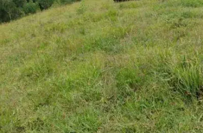Chácara com 2 dormitórios à venda, 60000 m² por r$ 600.000 - zoneamento e uso do solo urbano - lapa/pr