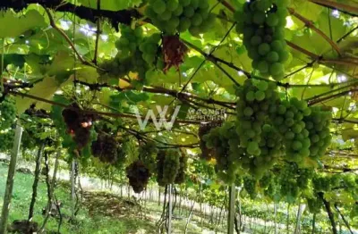 Chácara / sítio com 3 quartos à venda na Estrada do Vinho, 11, São Virgílio, Caxias do Sul