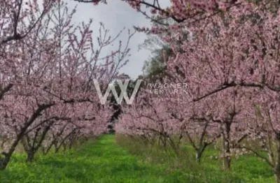Chácara / sítio à venda na Estrada Municipal Vereador Vicente Menezes, 8, Linha 40, Caxias do Sul