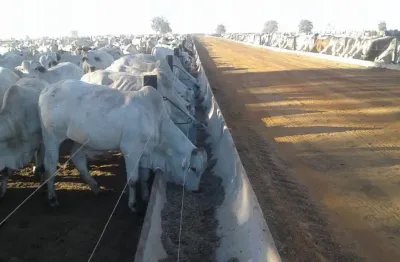 Fazenda premium com pista de pouso, capacidade de 23mil bezerro até 1 ano para recria