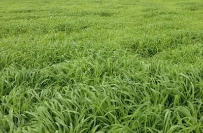 Fazenda à venda na Avenida Ulisses Guimarães, Zona Rural, Sandolândia