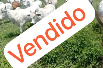 Fazenda próxima a fazenda de amado batista, cultura, muita água