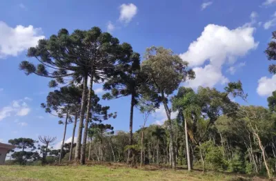 Terreno em condomínio fechado à venda na anibal antônio de aguiar maia, 13, jardim menino deus, quatro barras, 4295 m2 por r$ 1.500.000