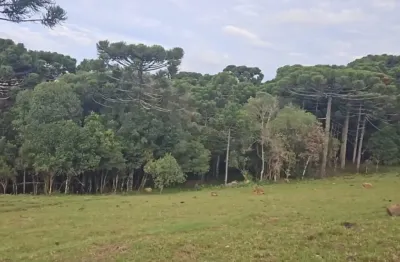 Chácara / sítio à venda na Zona Rural, Caxias do Sul 