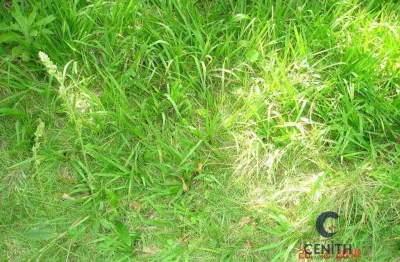 Terreno em condomínio fechado à venda na Rua das Camélias, Chácara Vale do Rio Cotia, Carapicuíba