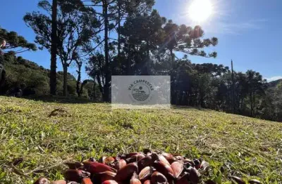 Sítio em bateias de baixo, com 19.991 m², com riacho e lugar alto para construção