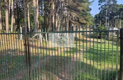 Sítio escriturado com 52.000 m², com nascente e lindas araucarias