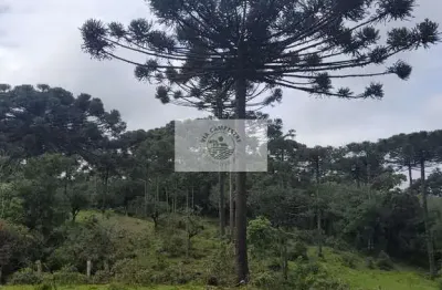 Sítio com 85.107 m², escriturado, com casa simples e galpão, lindas araucarias