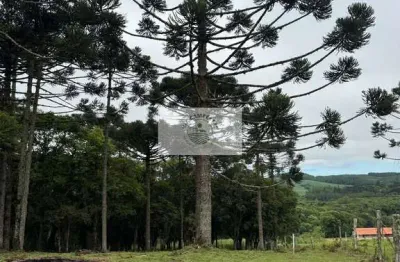 Terreno para sitio em campo alegre/sc, com 2.000 m², com araucarias e um lugar privilegiado