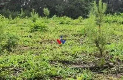 Terreno rural 17 alqueires à venda próximo a campo largo  plantação de pinus e eucalipto