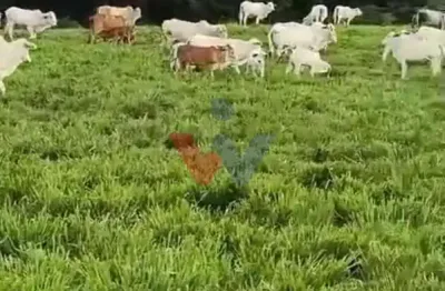 Fazenda à Venda em Prudentópolis  22 Alqueires, Estrutura Completa e 90 Cabeças de Gado