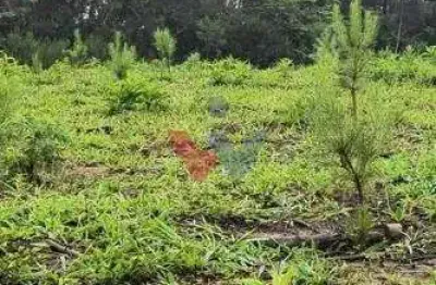 Terreno Rural 17 Alqueires à Venda Próximo a Campo Largo  Plantação de Pinus e Eucalipto