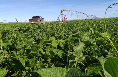 Fazenda no oeste da bahia no rio são francisco. barra. 1756 hectares pivô central