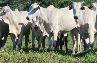 Fazenda à venda na Área Rural de Itabuna, Itabuna 